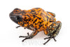 Oophaga sylvatica "Pata Blanca" proven female #01