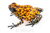 Oophaga sylvatica "Pata Blanca" exceptional proven female #01