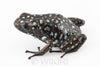 Oophaga sylvatica "Situwa" proven female #01