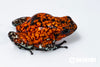 Oophaga sylvatica "Pata Blanca" proven female #06