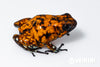 Oophaga sylvatica "Pata Blanca" dark legs proven female #01