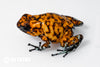 Oophaga sylvatica "Pata Blanca" proven female #07