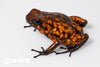 Oophaga sylvatica "Pata Blanca" dark legs proven female #02