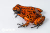 Oophaga sylvatica "Pata Blanca" proven female #05