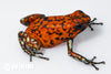 Oophaga sylvatica "Pata Blanca" proven female #04