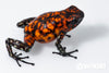 Oophaga sylvatica "Pata Blanca" dark legs proven female #03