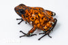 Oophaga sylvatica "Pata Blanca" dark legs proven female #04
