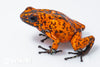Oophaga sylvatica "Pata Blanca" proven female #03
