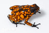 Oophaga sylvatica "Pata Blanca" proven female #02
