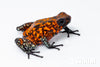 Oophaga sylvatica "Pata Blanca" proven female #01