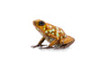 Oophaga sylvatica "Caramelo" exceptional proven pair #01
