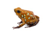 Oophaga sylvatica "Caramelo" proven pair #03
