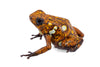 Oophaga sylvatica "Caramelo" proven pair #04