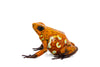 Oophaga sylvatica "Caramelo" proven pair #02