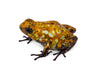 Oophaga sylvatica "Caramelo" proven pair #01