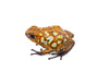 Oophaga sylvatica "Caramelo" exceptional proven pair #02