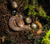 Four-toed Salamander (Hemidactylium scutatum)