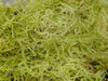 Live tropical Sphagnum Moss