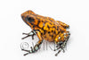 Oophaga sylvatica "Pata Blanca" calling male #01