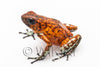 Oophaga sylvatica "Pata Blanca" calling male #02