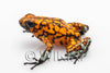 Oophaga sylvatica "Pata Blanca" exceptional calling male #04