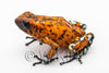 Oophaga sylvatica "Pata Blanca" calling male #03