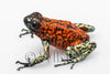 Oophaga sylvatica "Pata Blanca" exceptional calling male #05