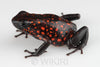 Oophaga sylvatica "Diablo" calling male #02