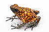 Oophaga sylvatica "Pata Blanca" exceptional calling male #01