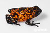Oophaga sylvatica "Pata Blanca" dark legs calling male #02