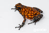 Oophaga sylvatica "Pata Blanca" calling male #13
