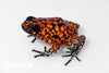 Oophaga sylvatica "Pata Blanca" calling male #12