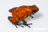 Oophaga sylvatica "Pata Blanca" calling male #11