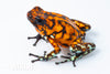 Oophaga sylvatica "Pata Blanca" calling male #10