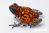 Oophaga sylvatica "Pata Blanca" exceptional calling male #01