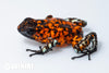Oophaga sylvatica "Pata Blanca" calling male #09
