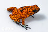 Oophaga sylvatica "Pata Blanca" calling male #08