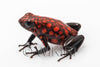 Oophaga sylvatica "Diablo" calling male #01
