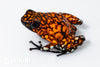 Oophaga sylvatica "Pata Blanca" calling male #07