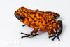 Oophaga sylvatica "Pata Blanca" calling male #06
