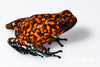 Oophaga sylvatica "Pata Blanca" calling male #04