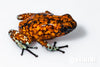 Oophaga sylvatica "Pata Blanca" calling male #03