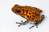 Oophaga sylvatica "Pata Blanca" calling male #02