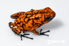 Oophaga sylvatica "Pata Blanca" calling male #01
