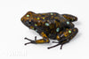Oophaga sylvatica "Situwa" calling male #02