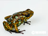 Oophaga sylvatica "Situwa" calling male #01