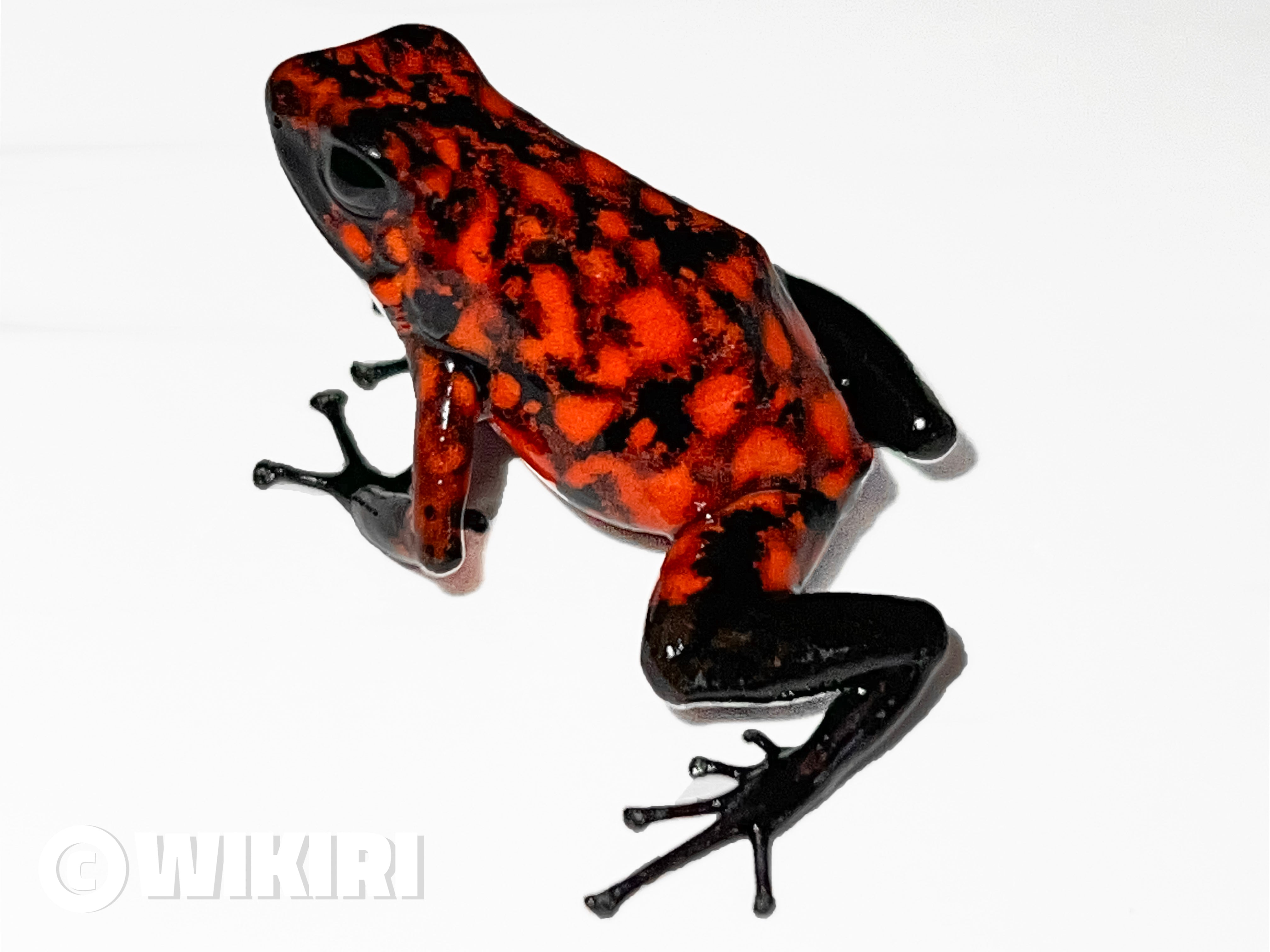 Oophaga sylvatica 