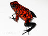 Oophaga sylvatica "Diablo" calling male #01