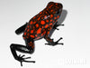 Oophaga sylvatica "Diablo" calling male #02