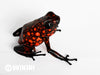 Oophaga sylvatica "Diablo" calling male #04
